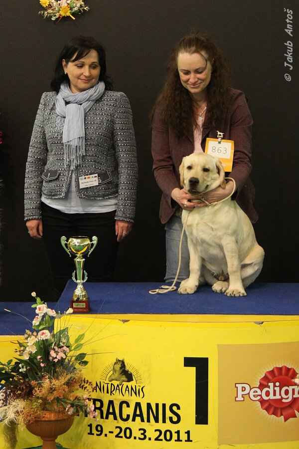 labrador novinky 2011 Queens joy